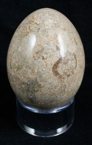 Decorative Fossil Coral Egg #2127